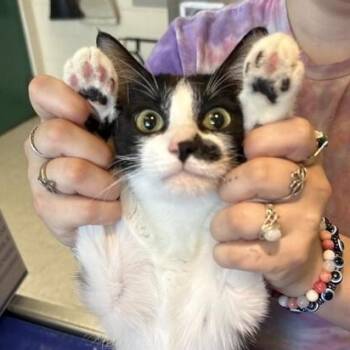 Bonita -  Domestic Short Hair Cat for Adoption in Elyria, Ohio - Bonita | PetCurious