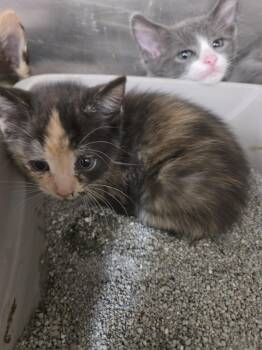 Domestic Short Hair Cats Available for Adoption in Rocky Mount, North Carolina - Mochi3146E | PetCurious