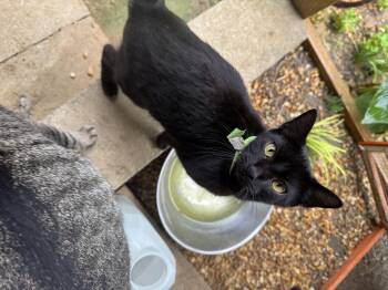 Rescue Domestic Short Hair Cats for Adoption in Union Springs, Alabama - Deborah #17823-23 | PetCurious