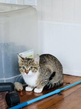 Rescue Tabby Cats for Adoption in Oriental, North Carolina - Tiffany | PetCurious