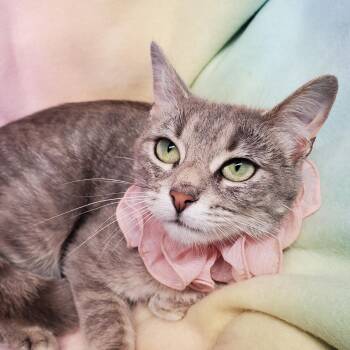 Tigerlily -  Domestic Short Hair Cat for Adoption in Marseilles, Illinois - Tigerlily | PetCurious