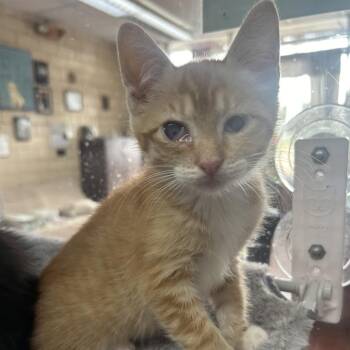 Beast -  Domestic Short Hair Cat for Adoption in West Point, Mississippi - Beast | PetCurious