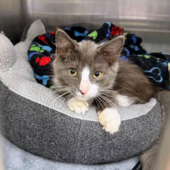 Mud Cake -  Domestic Medium Hair Cat for Adoption in Charlotte, North Carolina - Mud Cake | PetCurious