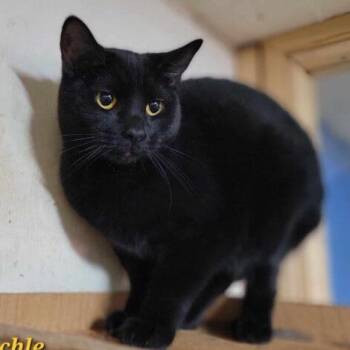 Pinochle -  Domestic Short Hair Cat for Adoption in Tipp City, Ohio - Pinochle | PetCurious