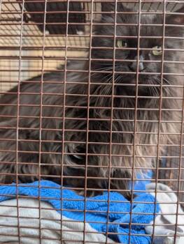 Domestic Long Hair Cats Available for Adoption - THE BOSS | PetCurious