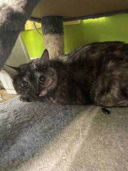 Misty -  Domestic Short Hair Cat for Adoption in Evansville, Indiana - Misty | PetCurious