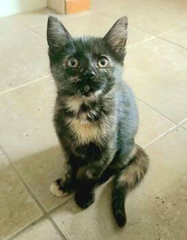 Rescue Domestic Short Hair Cats for Adoption in Minneapolis, Minnesota - Mabel | PetCurious