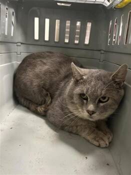 Felix -  Domestic Medium Hair and Domestic Short Hair Cat for Adoption in Montreal, Quebec - Felix | PetCurious