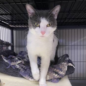 Sassafras -  Domestic Short Hair Cat Available for Adoption in Puslinch, Ontario - Sassafras | PetCurious