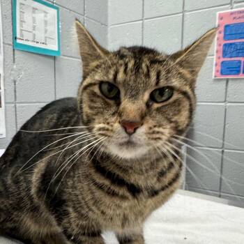 Evangeline -  Domestic Short Hair Cat for Adoption in West Olive, Michigan - Evangeline | PetCurious
