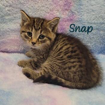 Snap -  Domestic Short Hair Cat for Adoption in Parkersburg, West Virginia - Snap | PetCurious