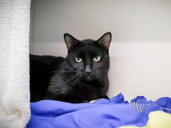 MISTER -  Domestic Short Hair Cat for Adoption in Omaha, Nebraska - MISTER | PetCurious