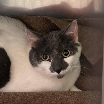 Phoebe -  Domestic Short Hair Cat for Adoption in Lakewood, Colorado - Phoebe | PetCurious