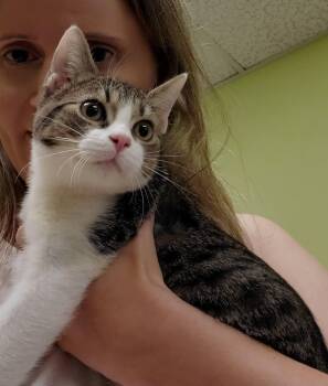 Rescue American Shorthair Cats for Adoption in Tunica, Mississippi - Andy | PetCurious