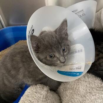 Butter -  Domestic Short Hair Cat for Adoption in Jupiter, Florida - Butter | PetCurious