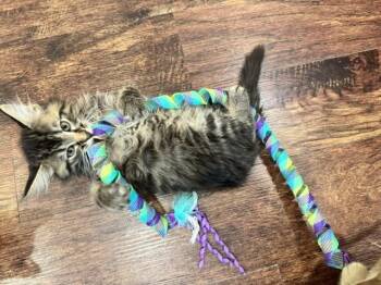 George Strait -  Domestic Medium Hair Cat for Adoption in Omaha, Nebraska - George Strait | PetCurious