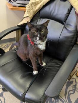Domestic Short Hair Cats Available for Adoption - Hoagie | PetCurious