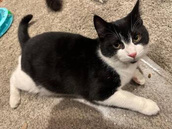 Goff (coming soon!) -  Domestic Short Hair Cat Available for Adoption in Kalamazoo, Michigan - Goff (coming Soon!) | PetCurious