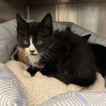 Rollie -  Domestic Short Hair Cat for Adoption in League City, Texas - Rollie | PetCurious