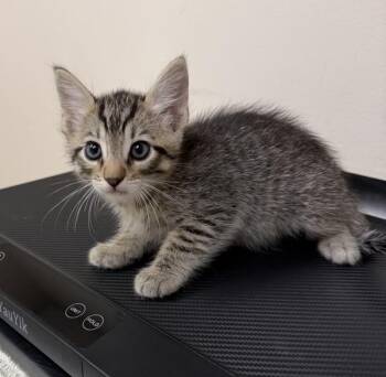 Lennon -  Domestic Short Hair Cat for Adoption in Oakland, California - Lennon | PetCurious