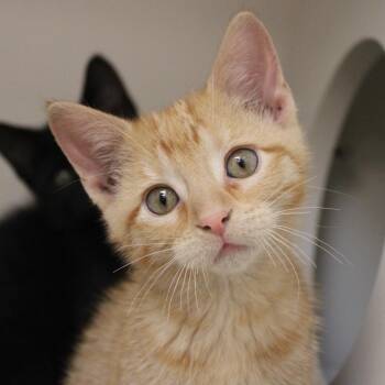 Domestic Short Hair Cats Available for Adoption in Champaign, Illinois - Noodle | PetCurious