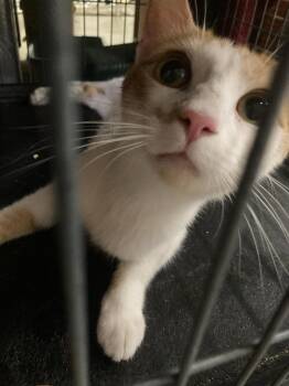 Baby mama -  Domestic Short Hair Cat for Adoption in Billings, Montana - Baby Mama | PetCurious
