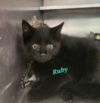 Ruby -  Domestic Short Hair Cat for Adoption in Cambridge, Maryland - Ruby | PetCurious