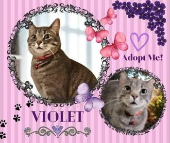 American Shorthair Cats Available for Adoption - Violet | PetCurious