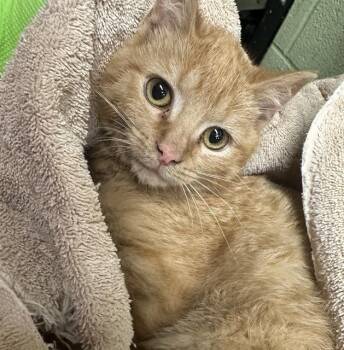 Domestic Short Hair Cats Available for Adoption - ARIEL | PetCurious