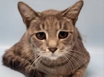 Kirby -  Domestic Short Hair Cat for Adoption in Golden Valley, Minnesota - Kirby | PetCurious