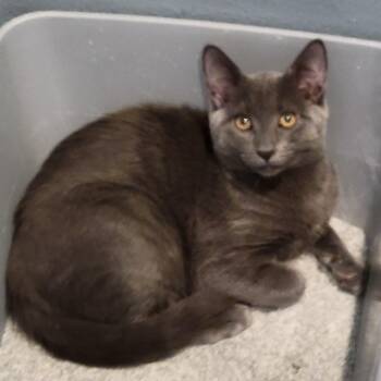 Miles -  Domestic Short Hair Cat for Adoption in San Juan Capistrano, California - Miles | PetCurious