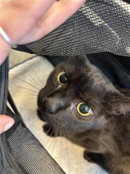 ZULU PEREZ -  Domestic Short Hair Cat for Adoption in San Antonio, Texas - ZULU PEREZ | PetCurious