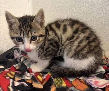 Bubbles -  Domestic Short Hair Cat for Adoption in Challis, Idaho - Bubbles | PetCurious