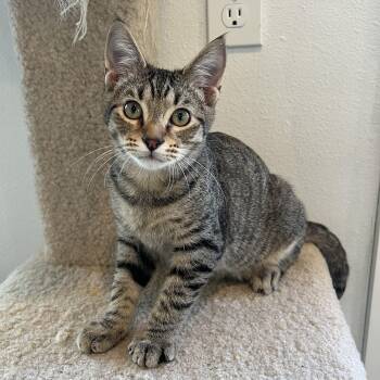 Rescue Domestic Medium Hair Cats for Adoption in Bonners Ferry, Idaho - Palamedes | PetCurious