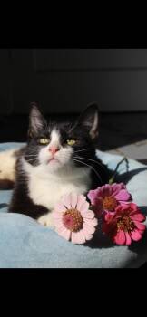 Symphony -  American Shorthair Cat for Adoption in Berea, Kentucky - Symphony | PetCurious