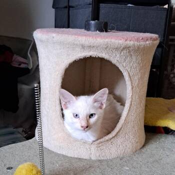 Casper -  Siamese and Domestic Short Hair Cat for Adoption in San Tan Valley, Arizona - Casper | PetCurious