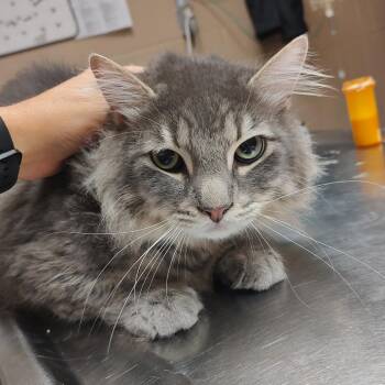 King Storm -  Domestic Medium Hair and Mixed Breed Cat for Adoption in Newport, North Carolina - King Storm | PetCurious