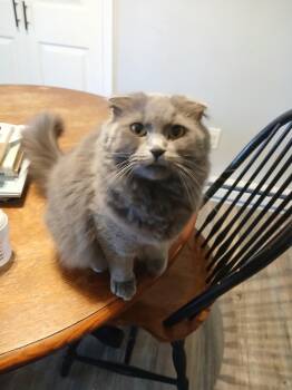 Posha -  Scottish Fold Cat for Adoption in Wantage, New Jersey - Posha | PetCurious