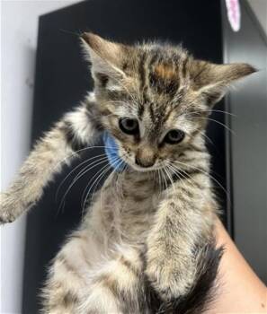 IVY -  Domestic Short Hair Cat for Adoption in San Bernardino, California - IVY | PetCurious