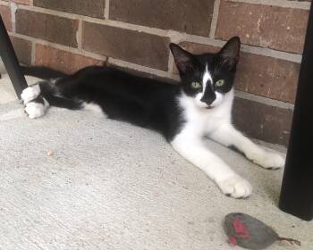 Rescue Tuxedo and Domestic Short Hair Cats for Adoption in Spring, Texas - Pepper - North Conroe (FH Albert) | PetCurious