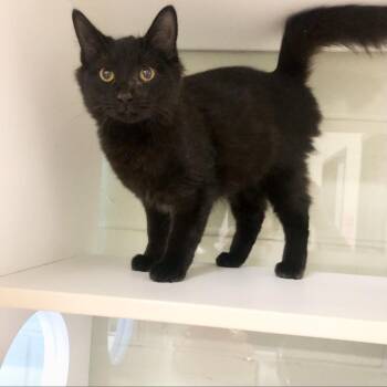 Domestic Medium Hair Cats Available for Adoption - Diane | PetCurious