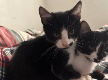 Domestic Short Hair Cats Available for Adoption - Sully | PetCurious