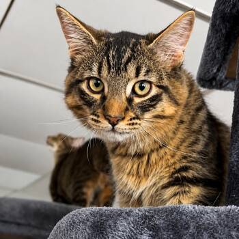 Manny -  Domestic Medium Hair Cat for Adoption in Hopkinton, Massachusetts - Manny | PetCurious