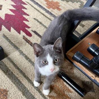 Tailgater -  Domestic Short Hair Cat for Adoption in Richmond, Virginia - Tailgater | PetCurious