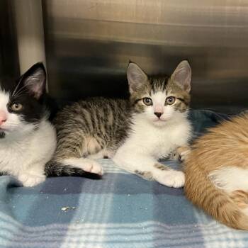 Mark Spitz -  Domestic Short Hair Cat for Adoption in Keizer, Oregon - Mark Spitz | PetCurious