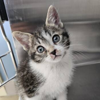 Starburst -  Domestic Short Hair Cat for Adoption in Burlington, Ontario - Starburst | PetCurious