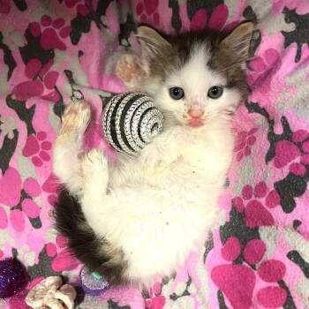 Zuko -  Domestic Short Hair Cat Available for Adoption in Folsom, Louisiana - Zuko | PetCurious