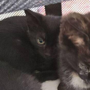 Domestic Short Hair Cats Available for Adoption in Kingman, Arizona - Mike Wazowski | PetCurious