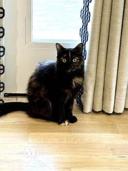 Scotty 7737 -  Domestic Medium Hair Cat for Adoption in Dallas, Texas - Scotty 7737 | PetCurious