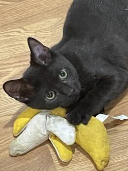 Rescue Domestic Short Hair Cats for Adoption in Concord, North Carolina - Suki | PetCurious